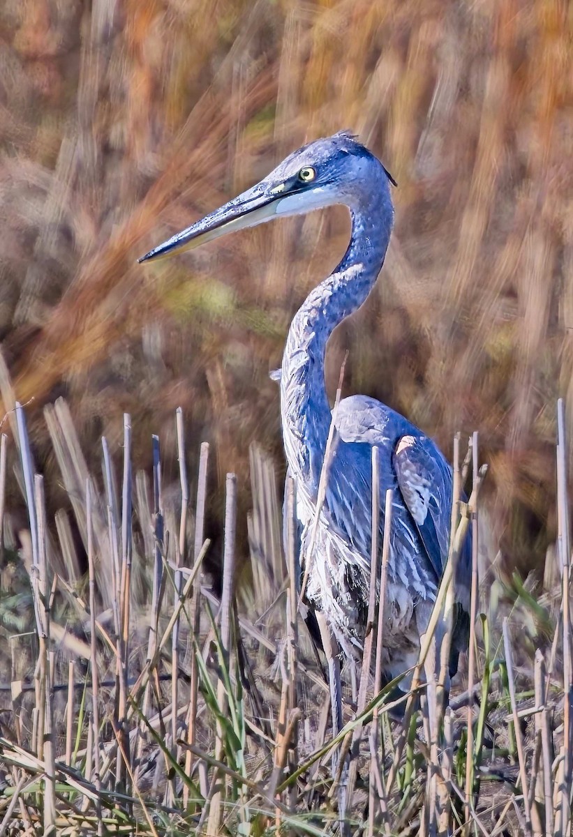Great Blue Heron - ML645554483