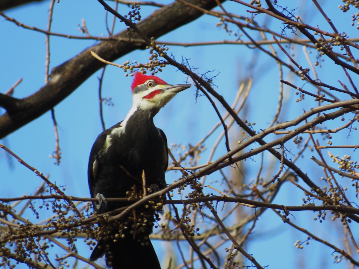 datel chocholatý - ML645554488