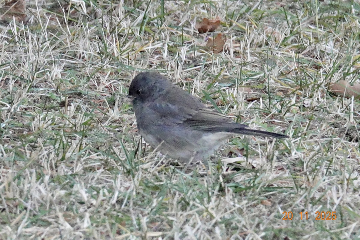 Dark-eyed Junco - ML645554492