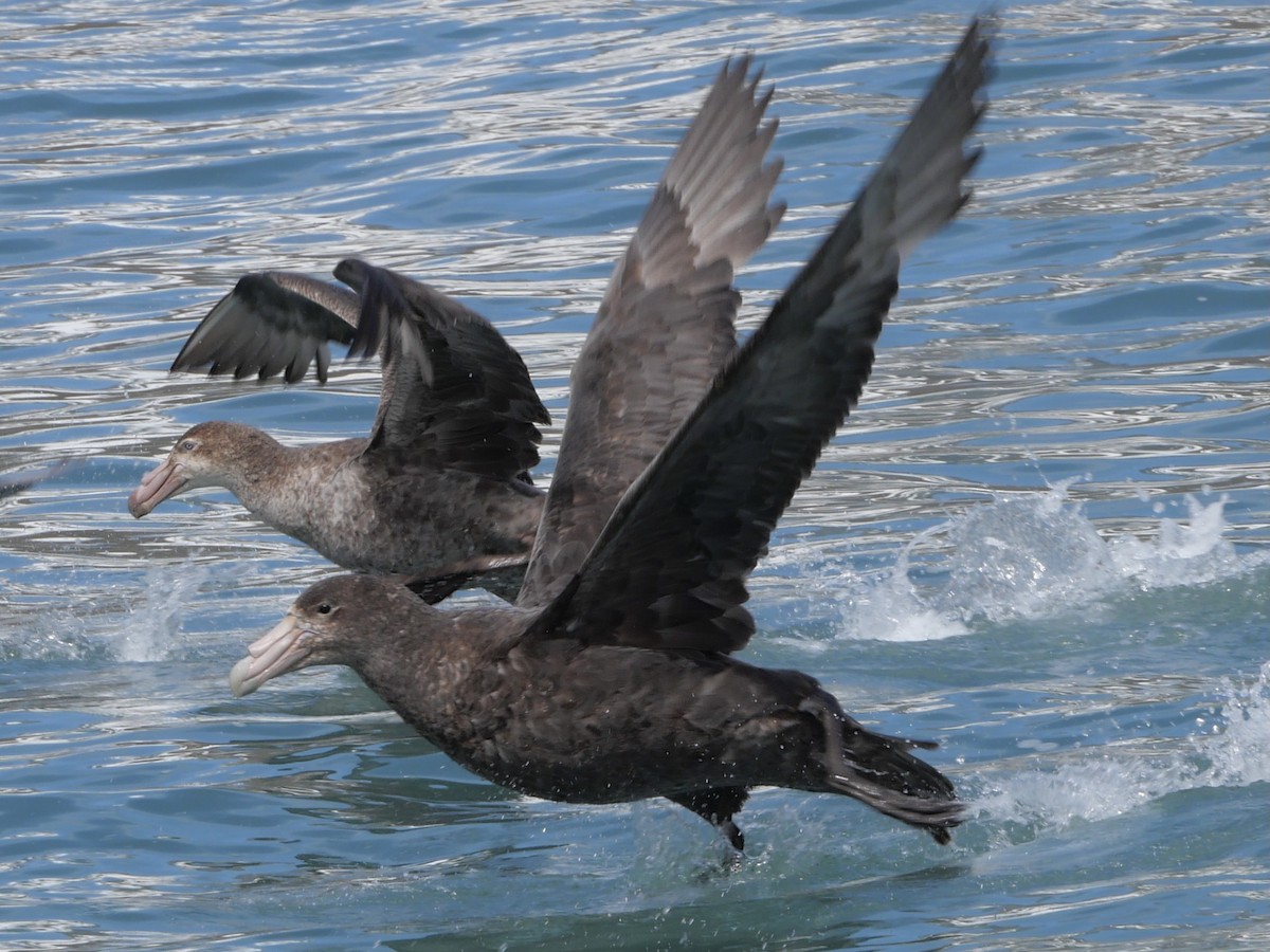 Northern Giant-Petrel - ML645554497