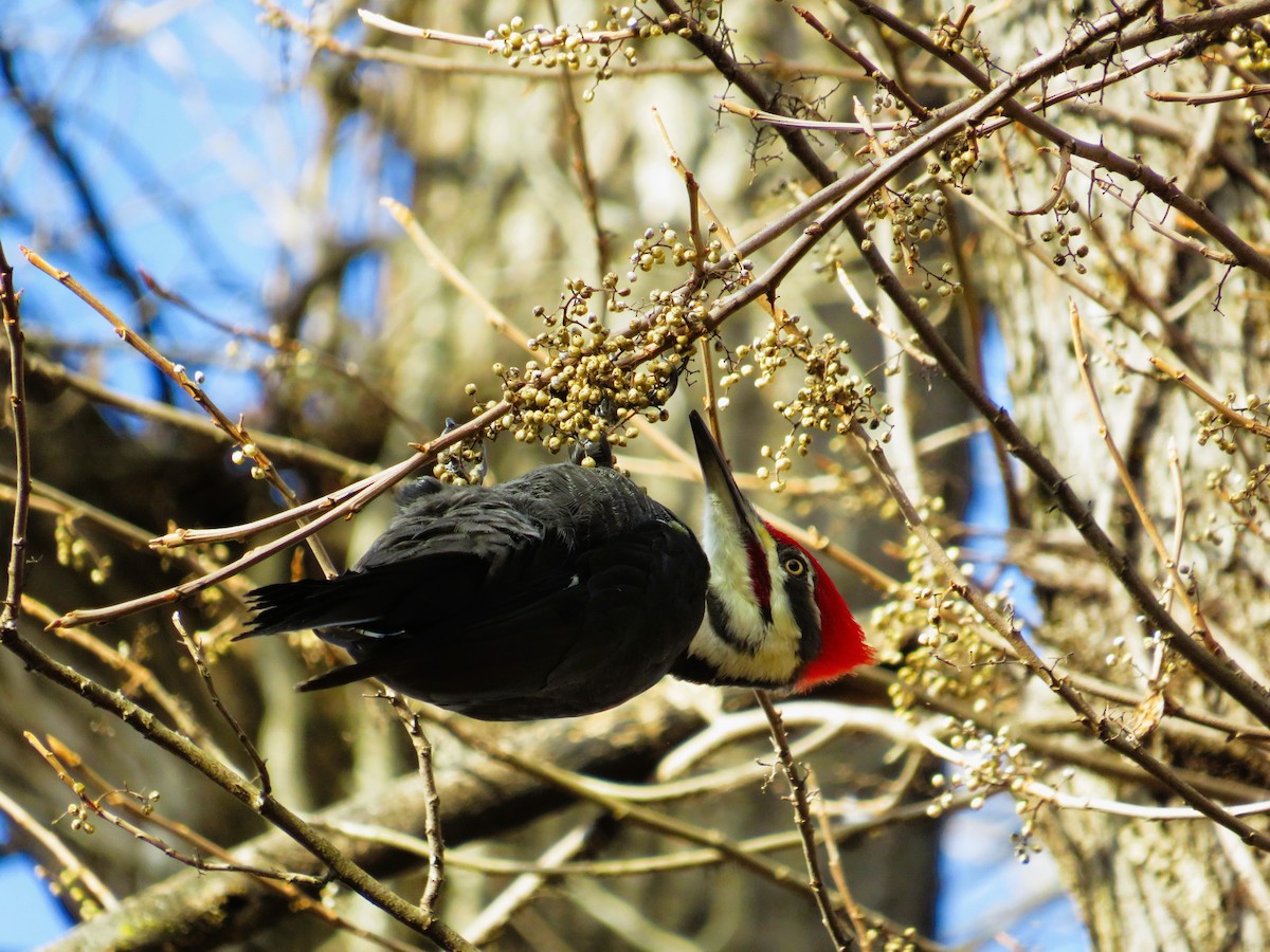 datel chocholatý - ML645554504