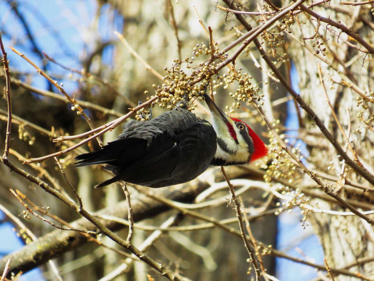 datel chocholatý - ML645554514