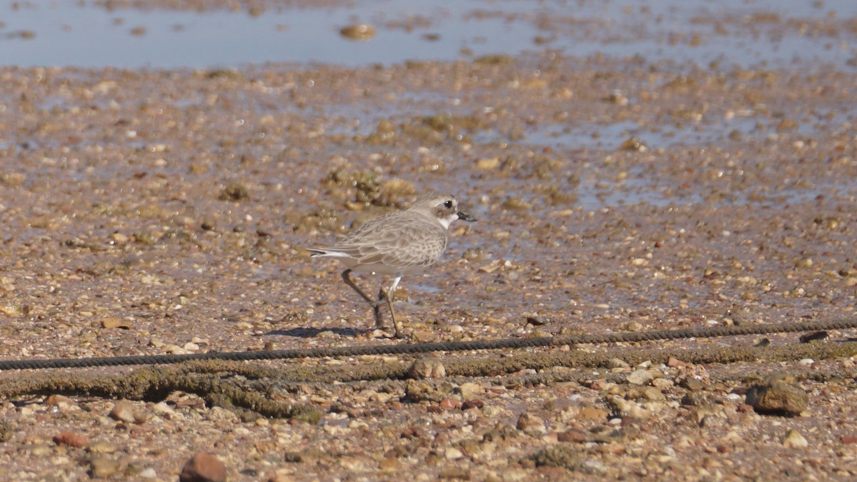 Tibet Cılıbıtı - ML645554527