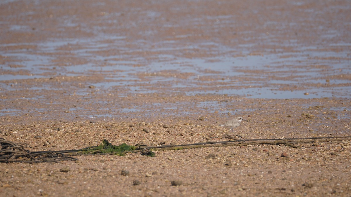 Tibet Cılıbıtı - ML645554529