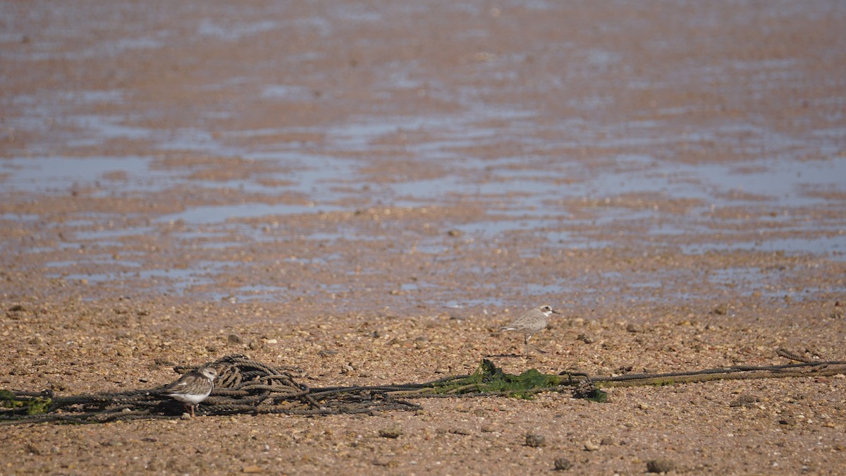 Tibet Cılıbıtı - ML645554530