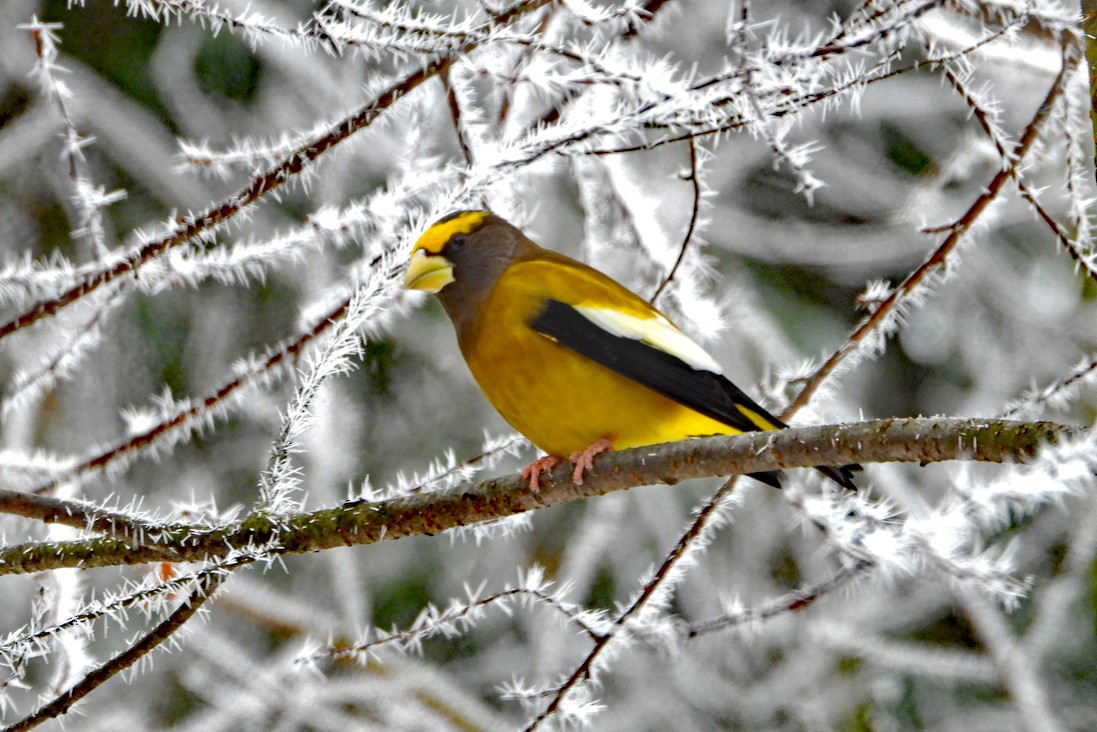 Evening Grosbeak - ML645554535