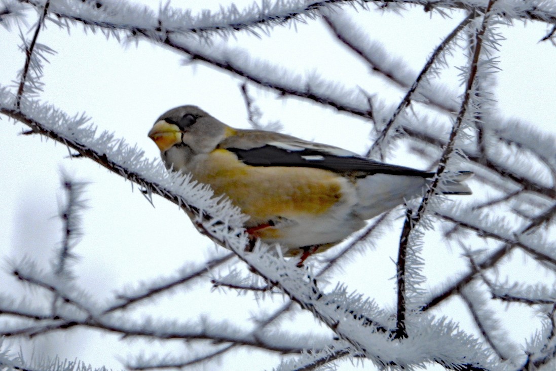 Evening Grosbeak - ML645554536