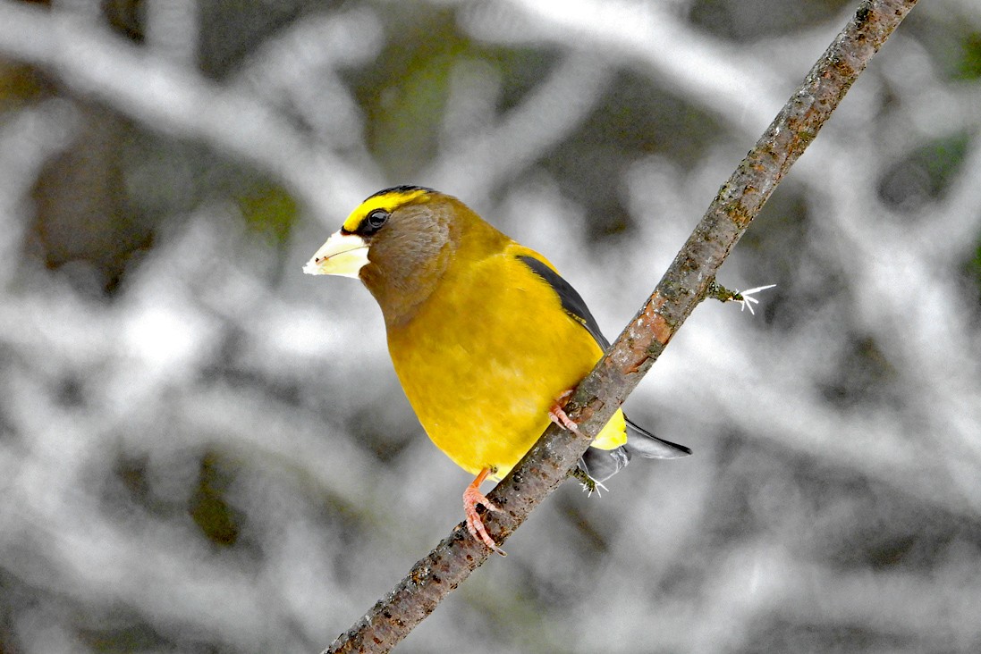 Evening Grosbeak - ML645554537