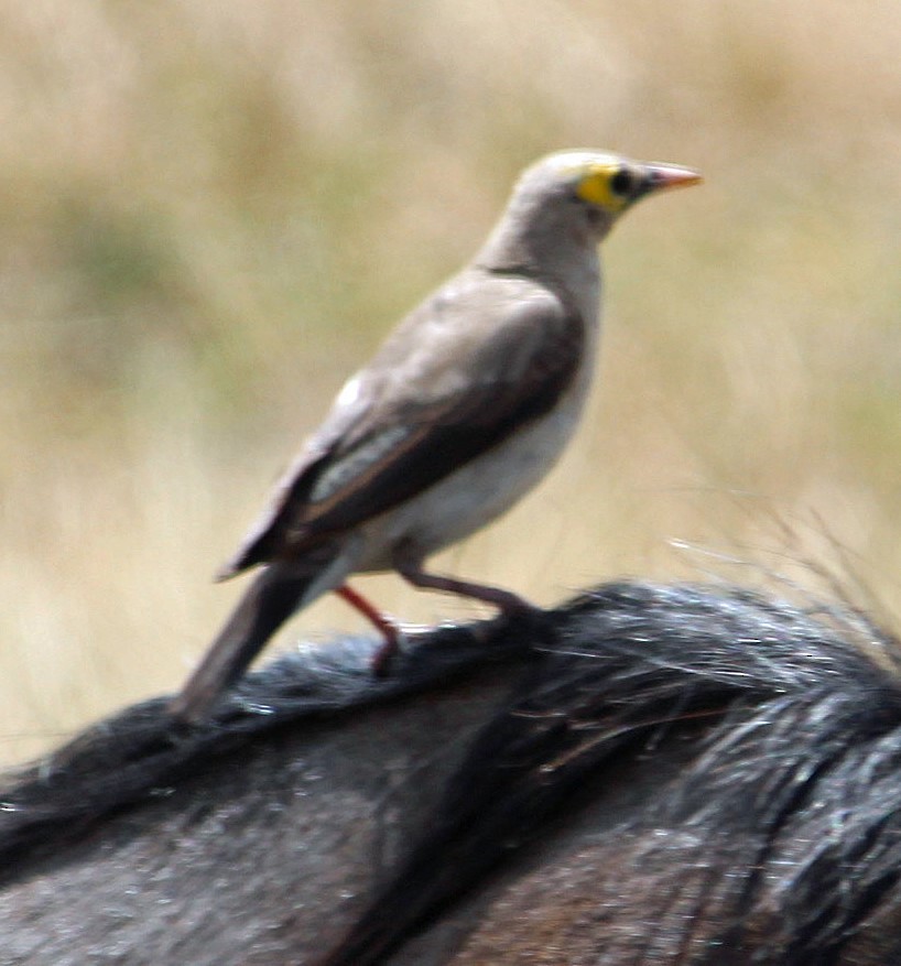 Yellow-billed Oxpecker - ML645554551