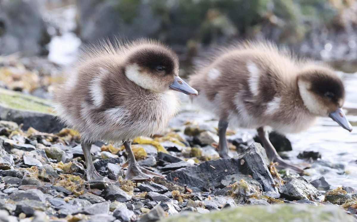 Crested Duck - ML645554553