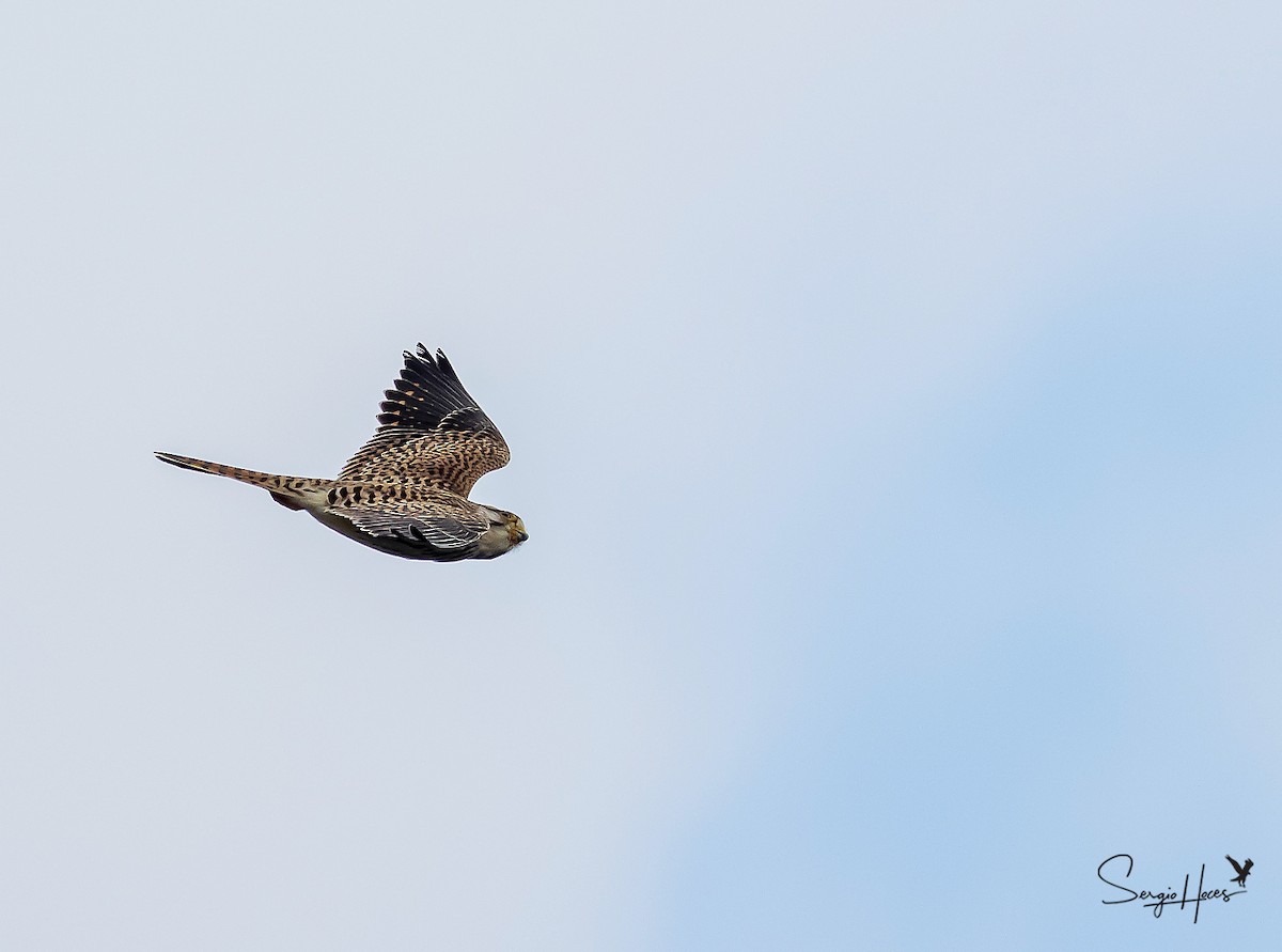 בז מצוי - ML645554561