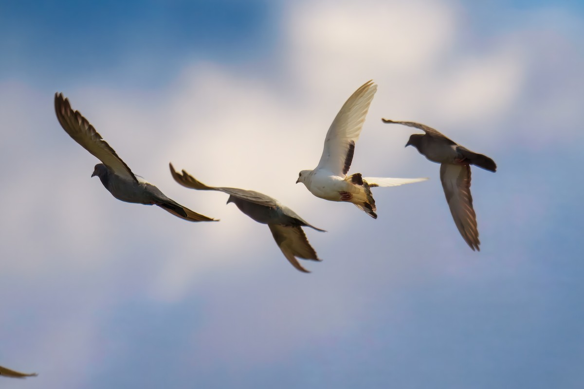 יונת בית - ML645554564