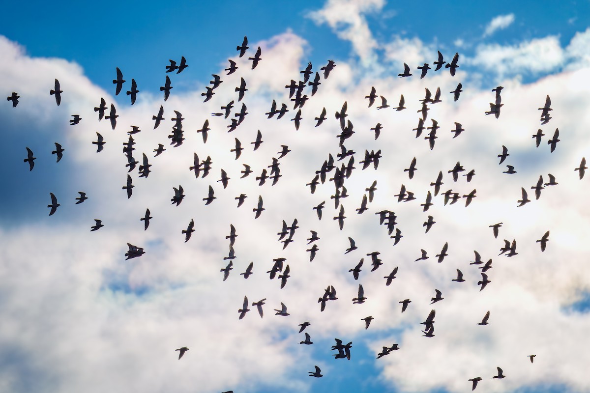 יונת בית - ML645554565