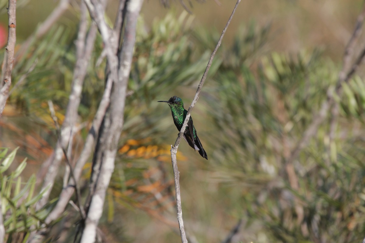 Violet-capped Woodnymph - ML645554566