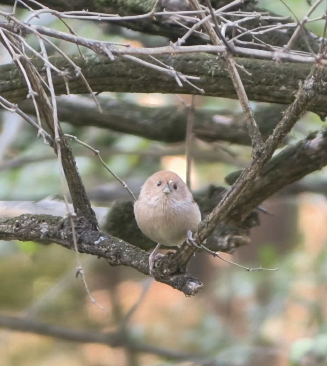Vinous-throated Parrotbill - ML645554567