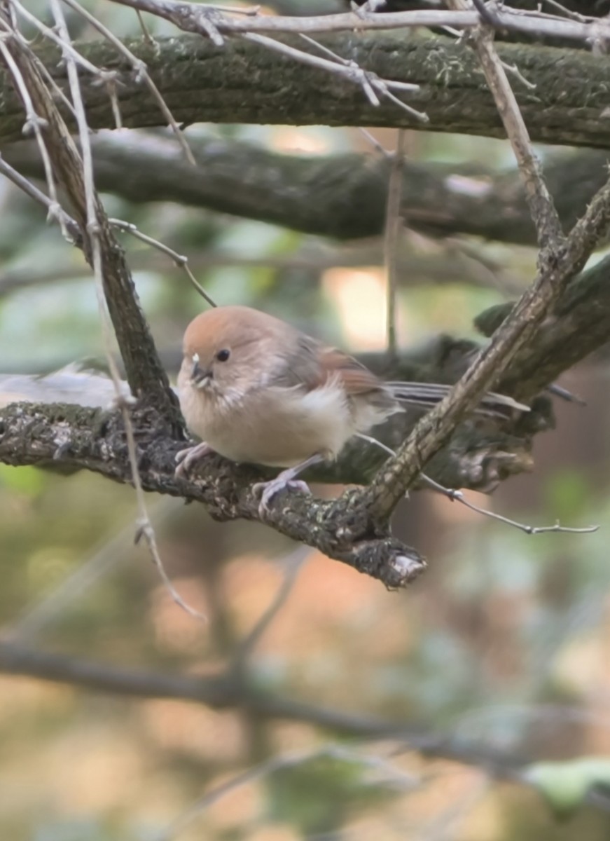 Vinous-throated Parrotbill - ML645554568