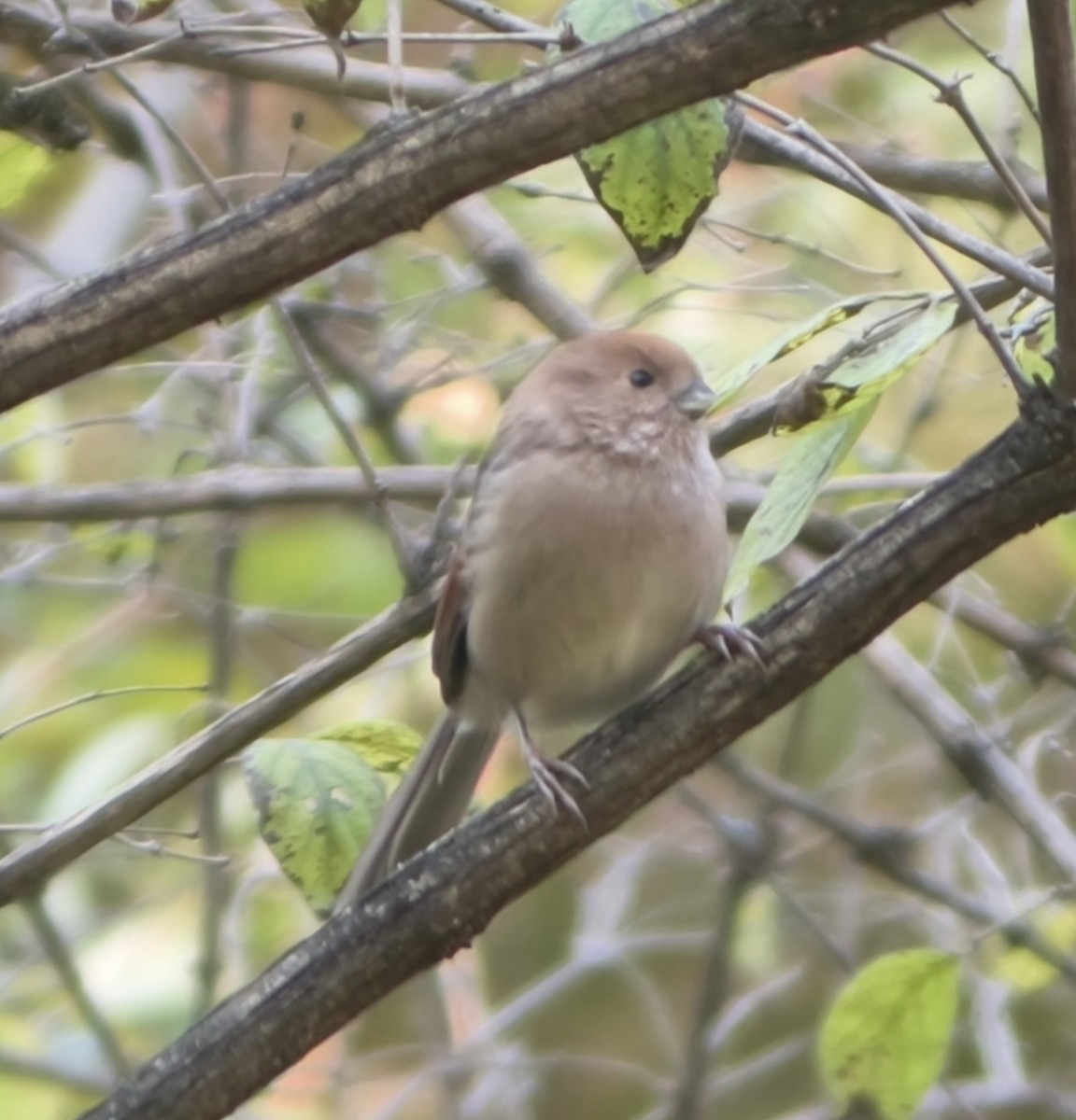 Vinous-throated Parrotbill - ML645554569