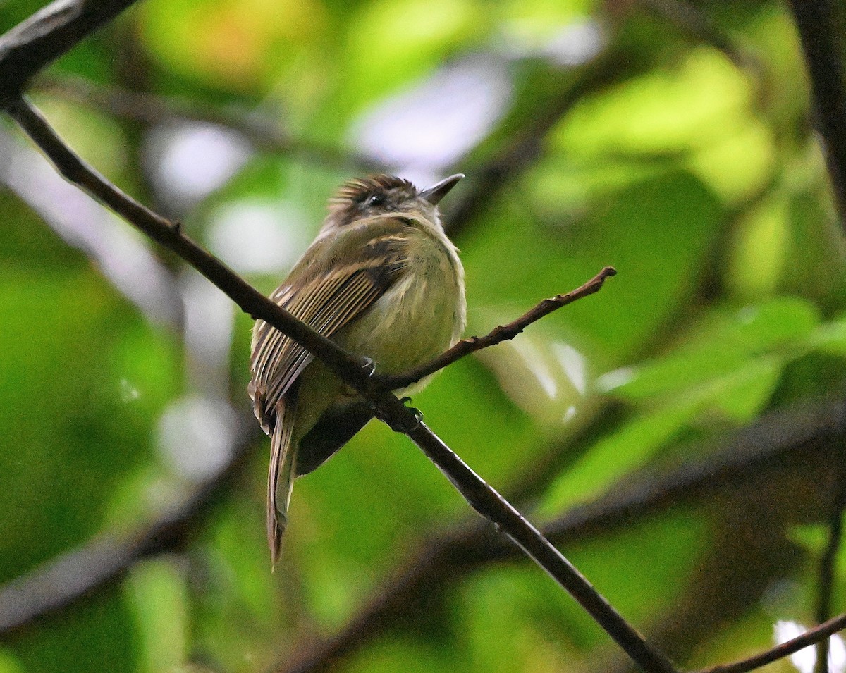 Sepia-capped Flycatcher - ML645554574