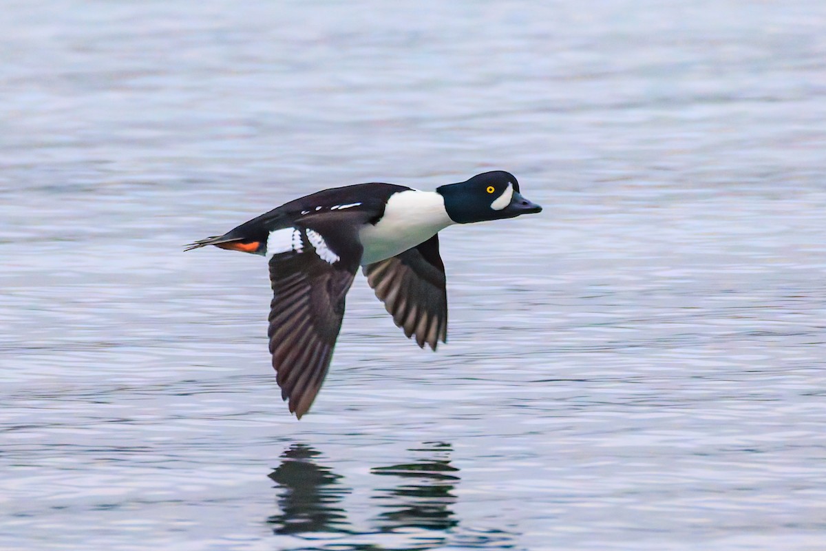 עבראש איסלנדי - ML645554577