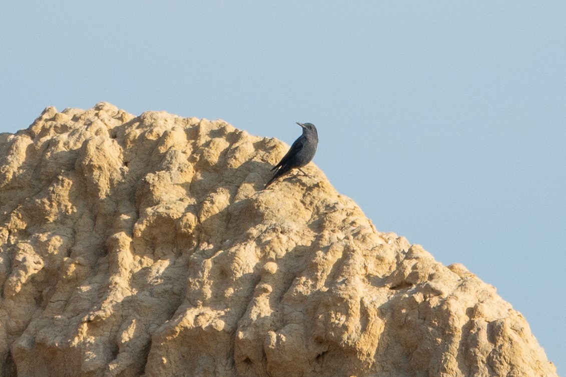 צוקית בודדת - ML645554584