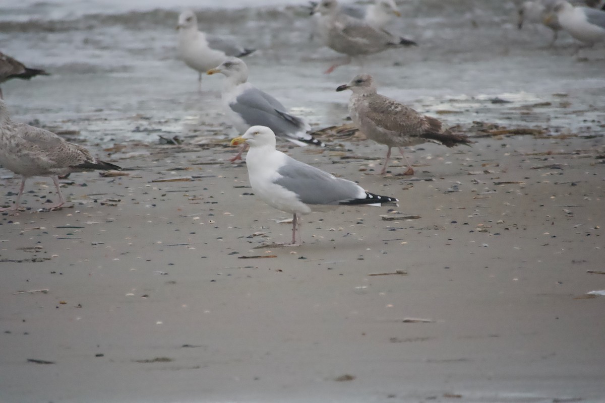 שחף אטלנטי - ML645554585