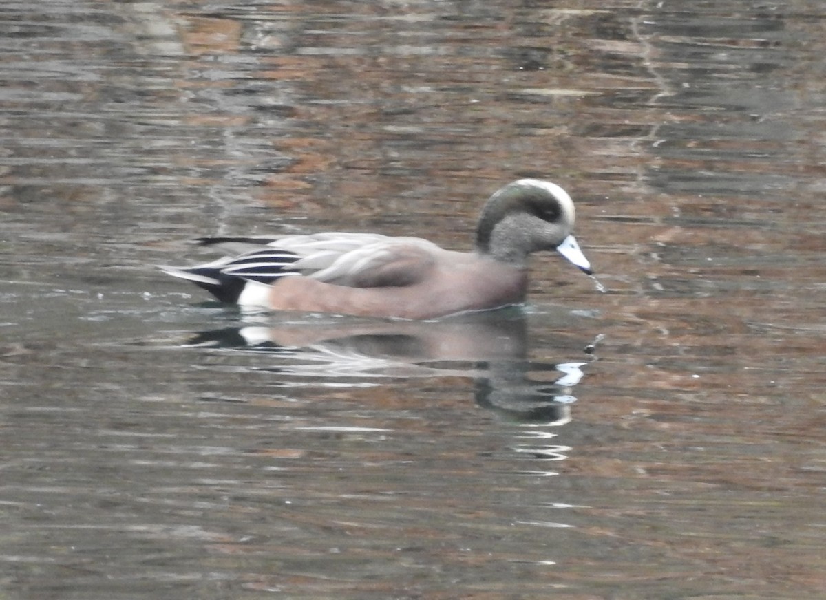 ברווז אמריקני - ML645554586