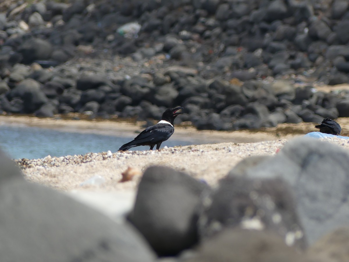 עורב עקוד - ML645554587