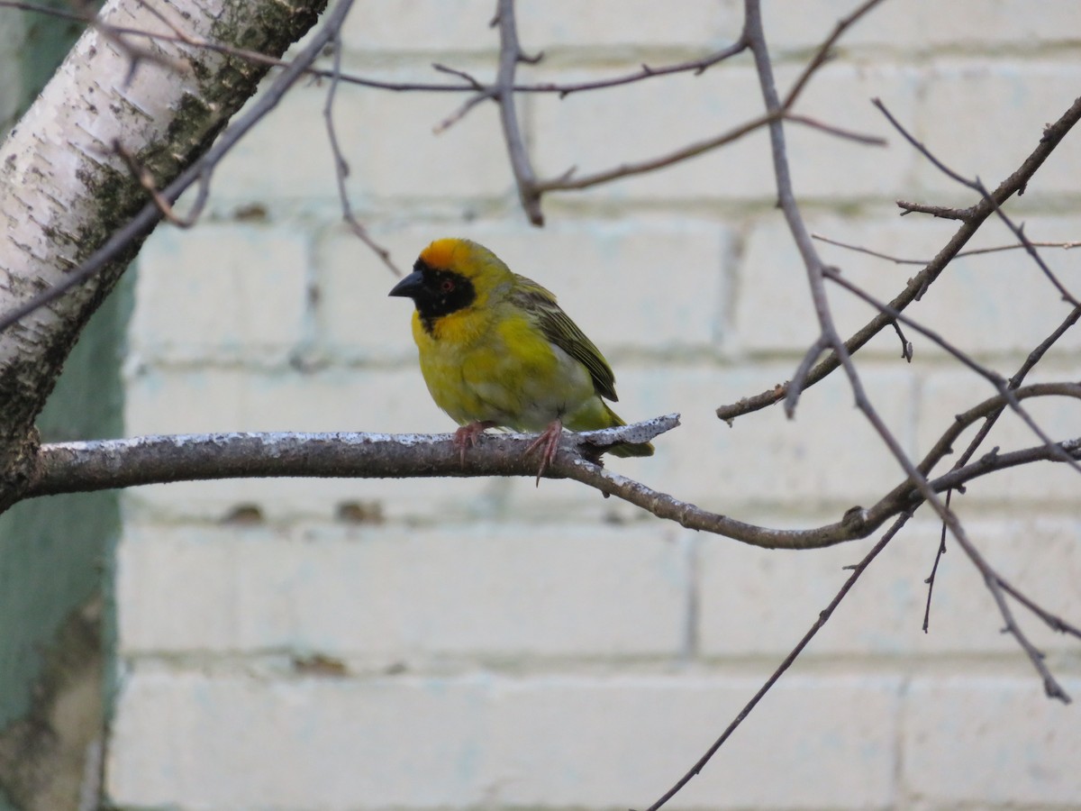 אורג דרומי - ML645554588