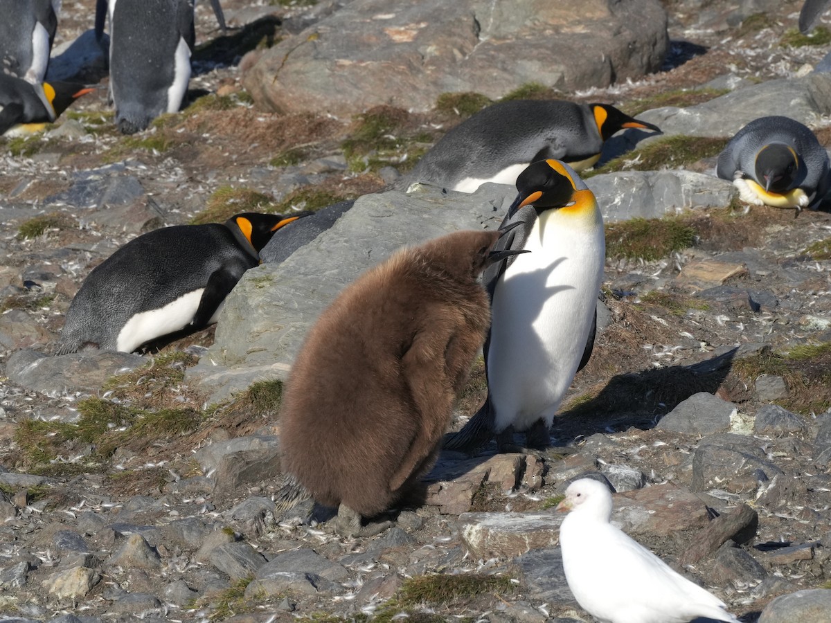 King Penguin - ML645554589