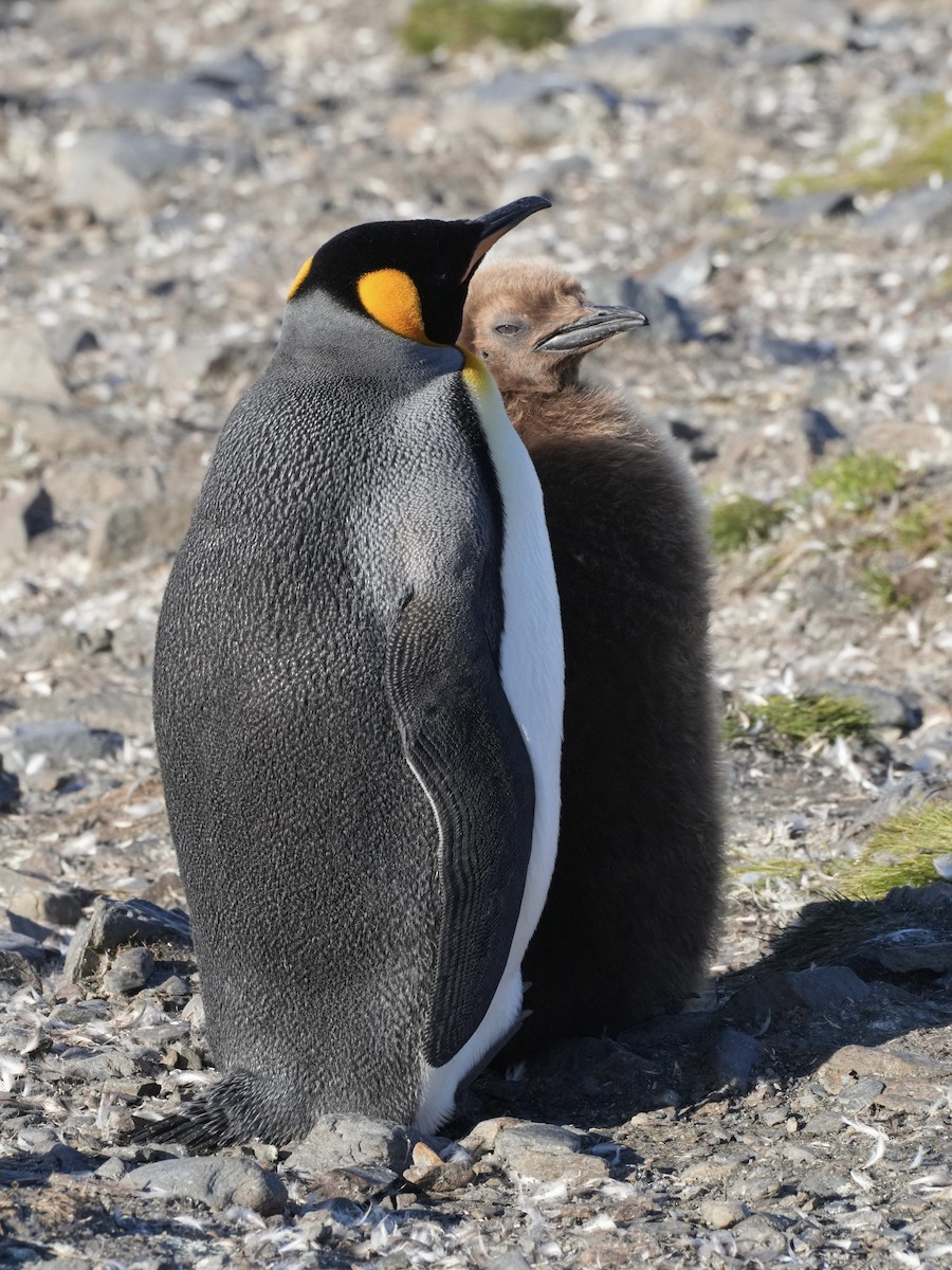 King Penguin - ML645554590