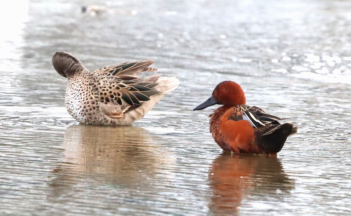 שרשיר קינמון - ML645554591