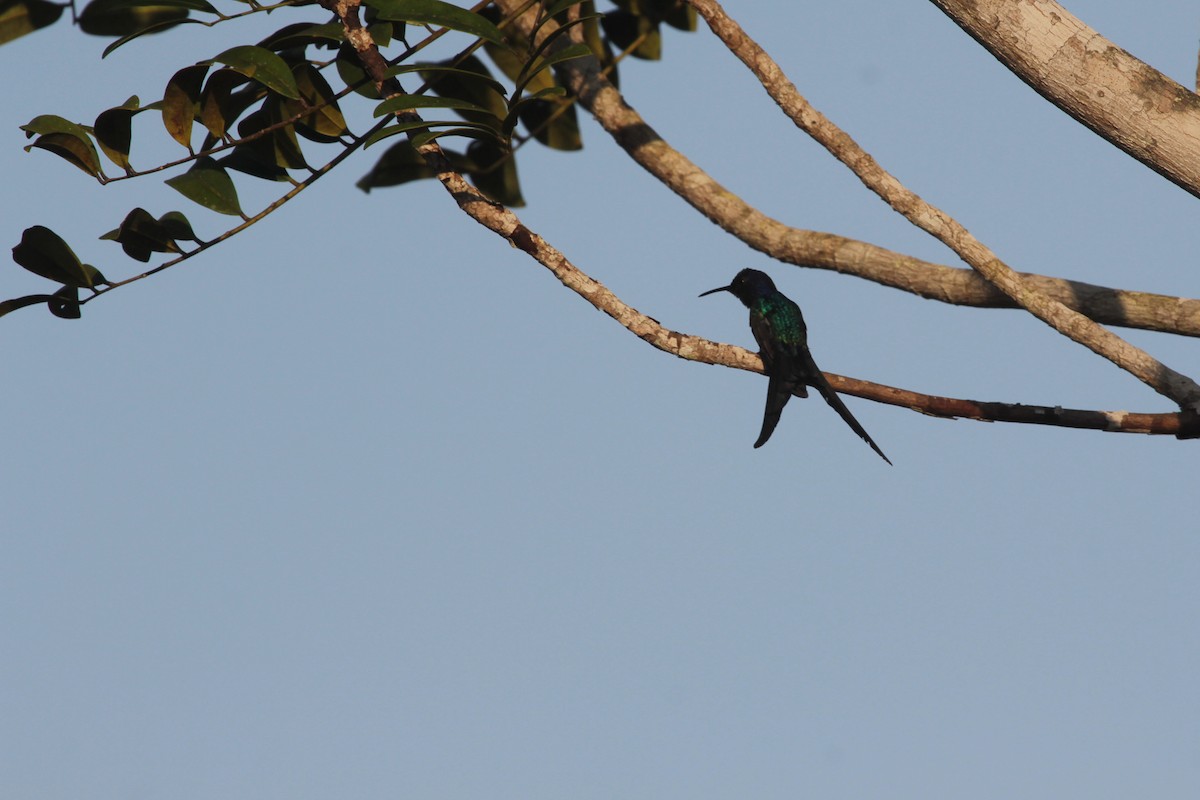 Swallow-tailed Hummingbird - ML645554593