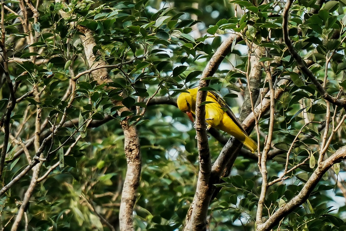 Black-hooded Oriole - ML645554595