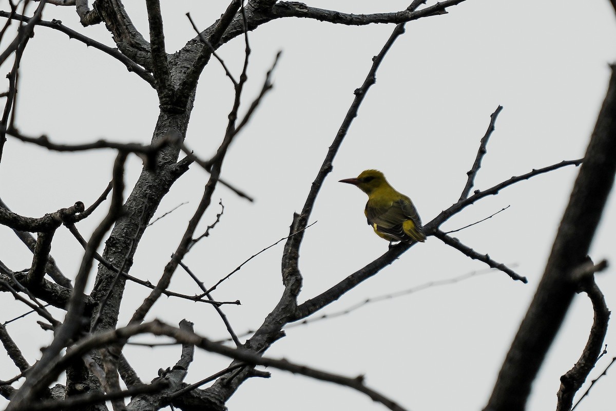 Black-hooded Oriole - ML645554596