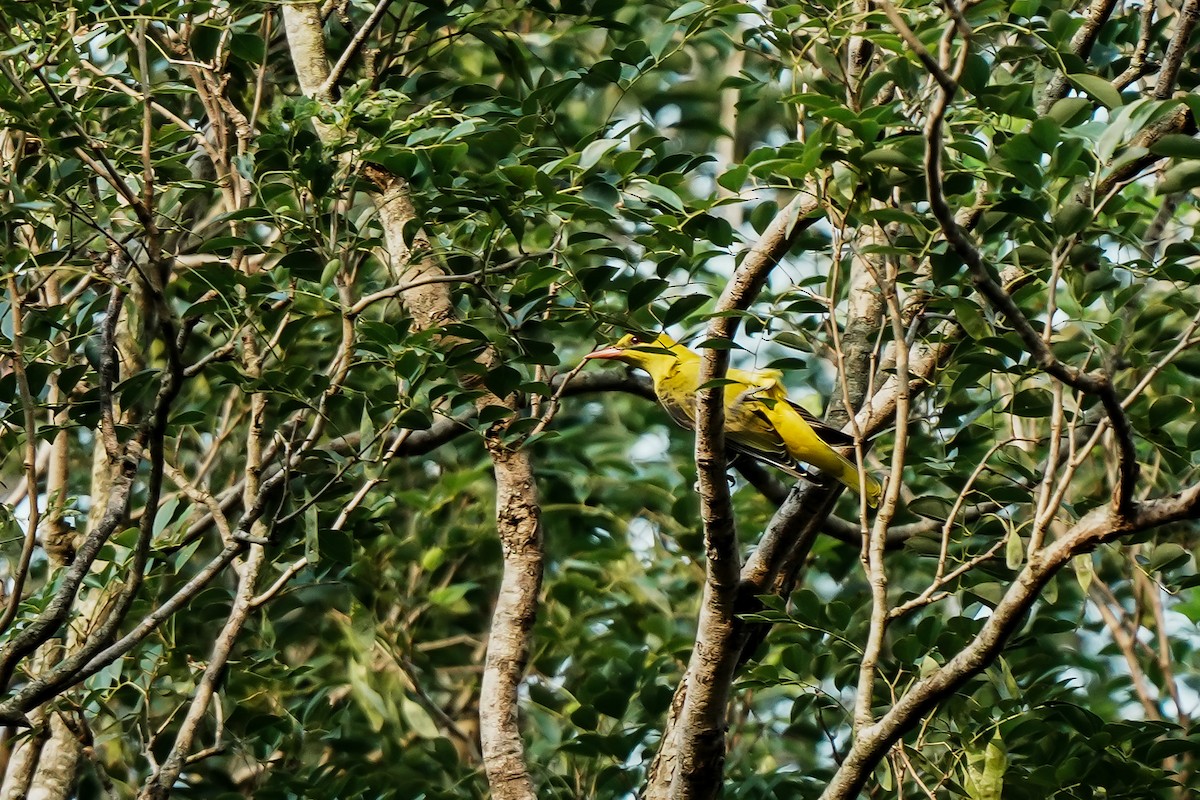Black-hooded Oriole - ML645554597