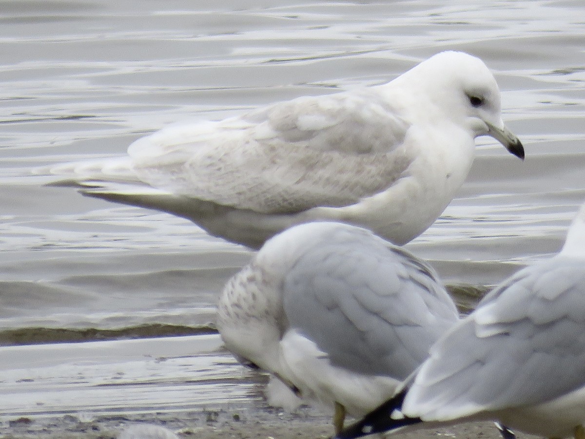 Iceland Gull - ML645554598