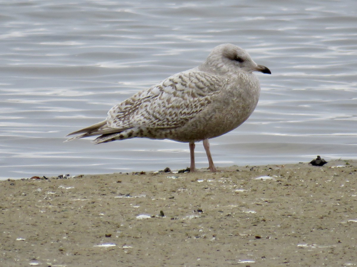 Iceland Gull - ML645554599