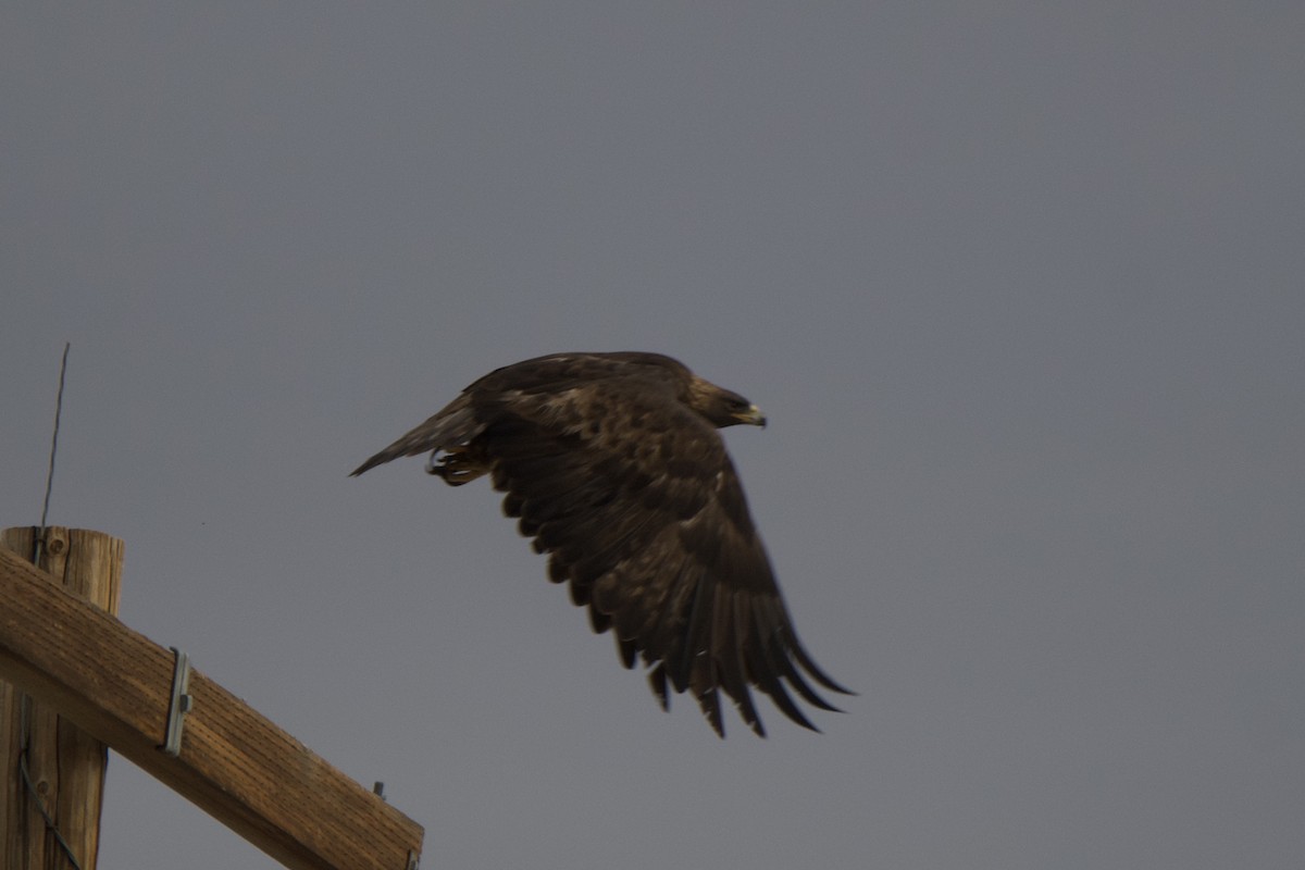 Golden Eagle - ML645554619