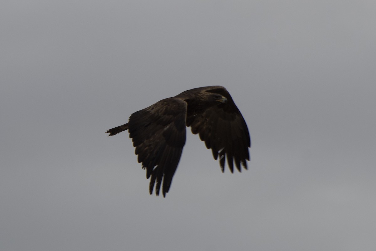 Golden Eagle - ML645554620