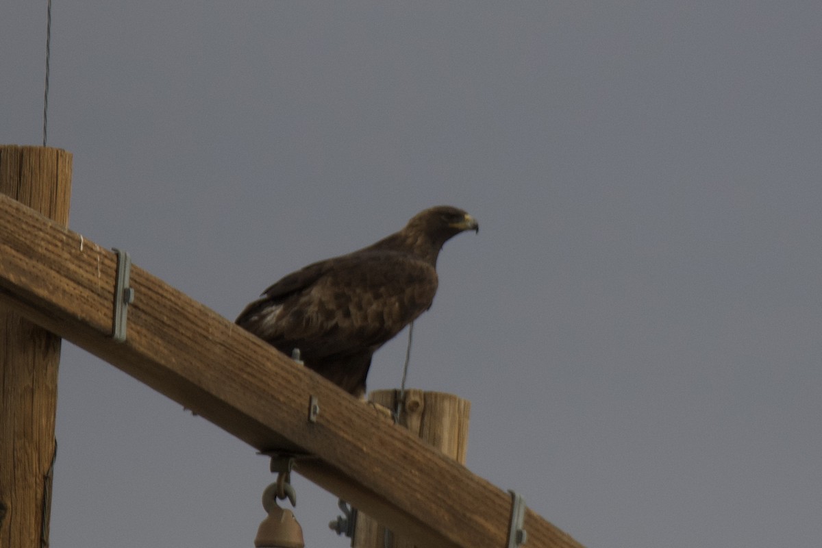 Golden Eagle - ML645554621