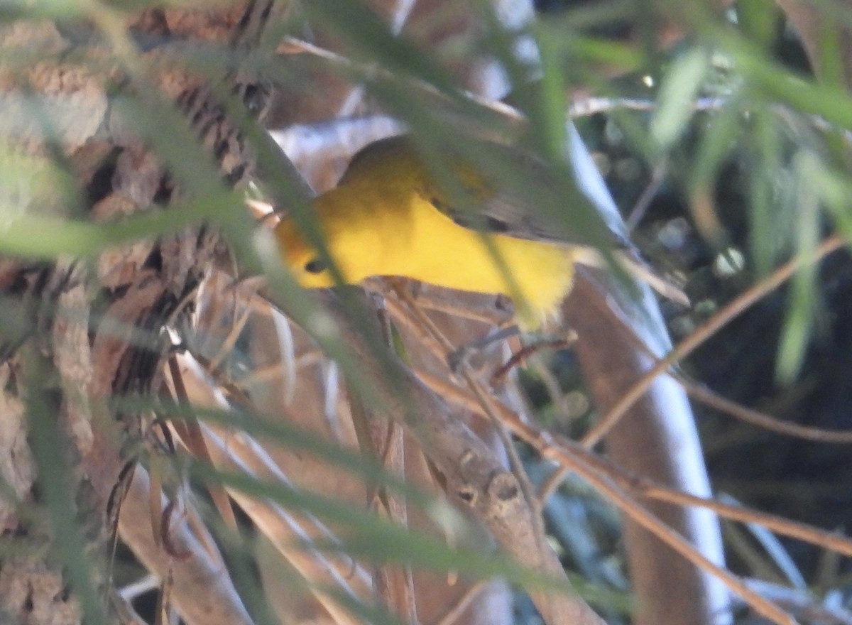 Prothonotary Warbler - ML645554629
