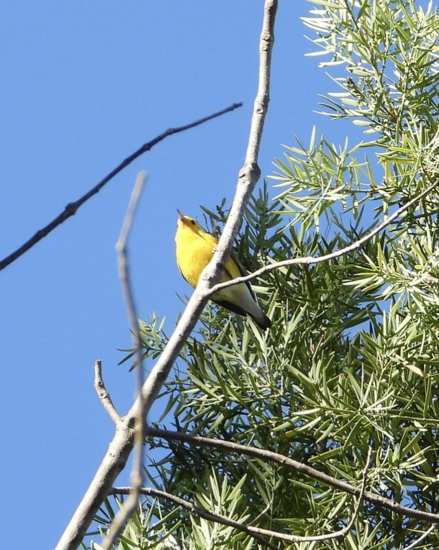Prothonotary Warbler - ML645554630