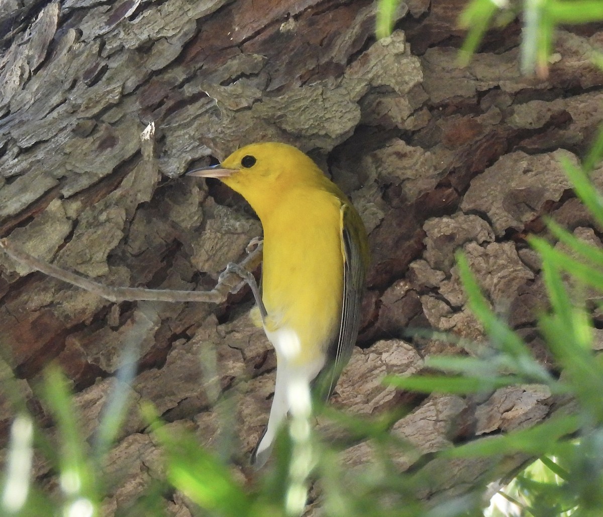 Prothonotary Warbler - ML645554632