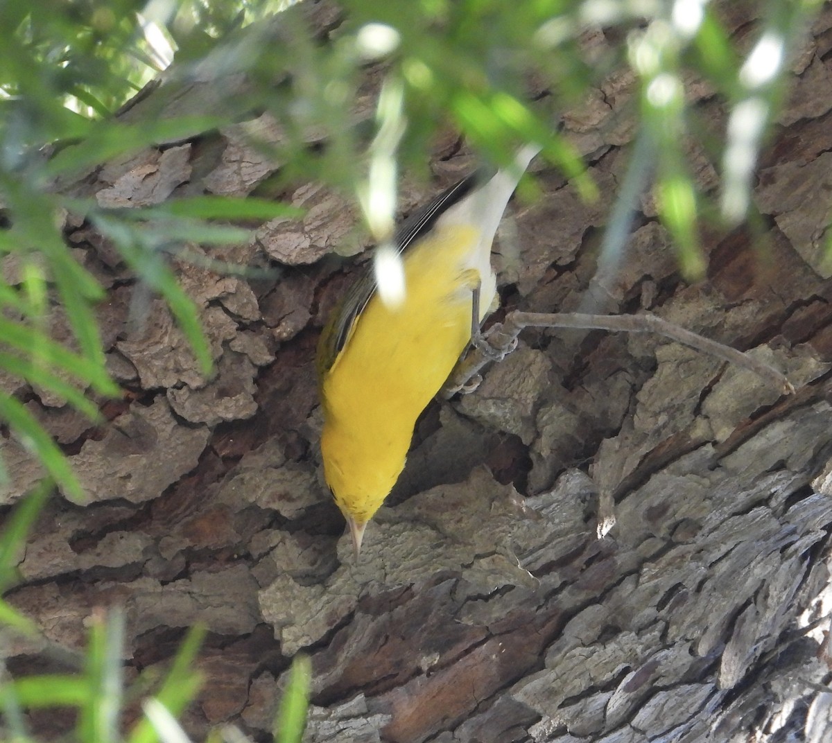 Prothonotary Warbler - ML645554633