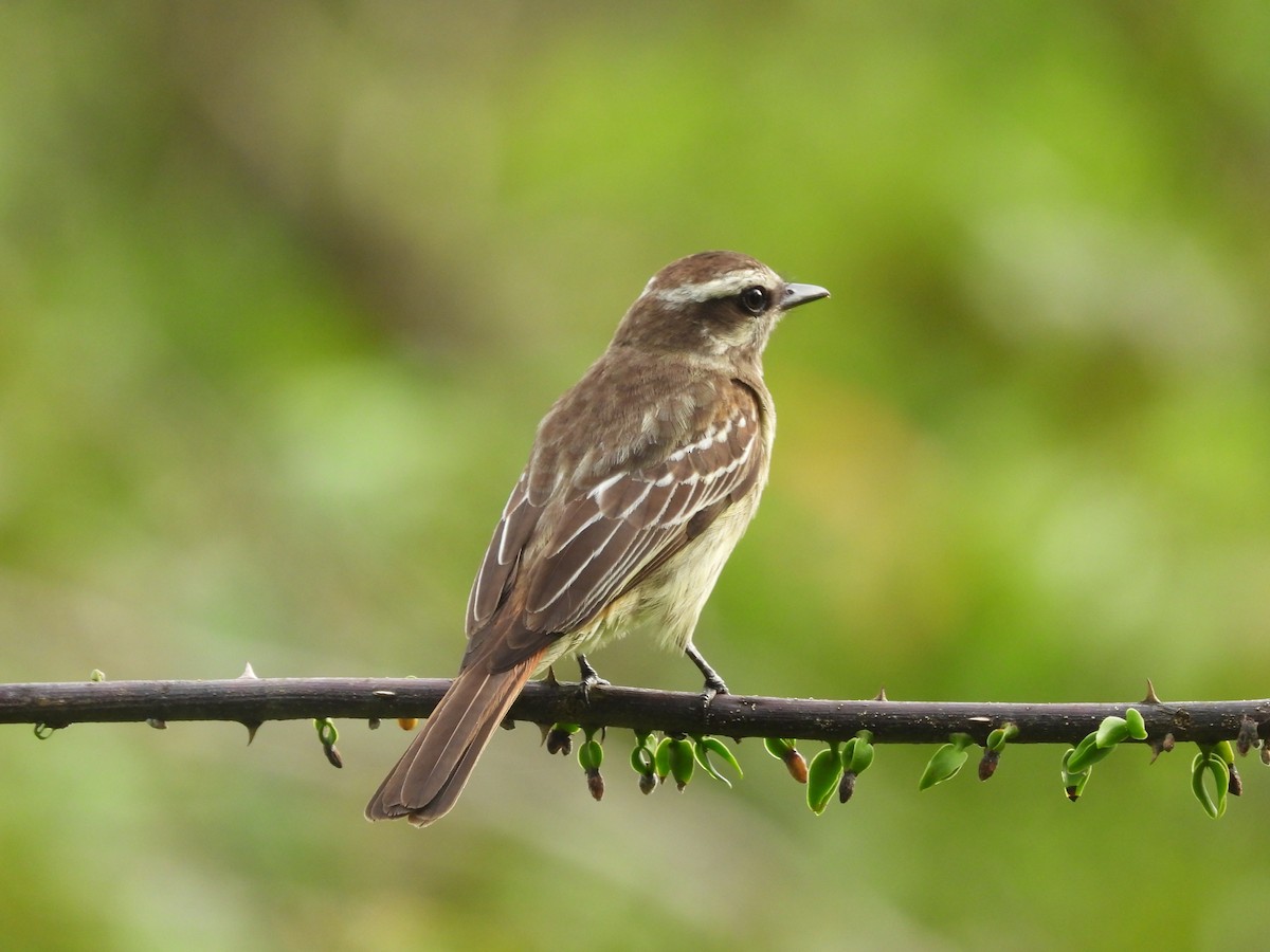 Variegated Flycatcher - ML645554635