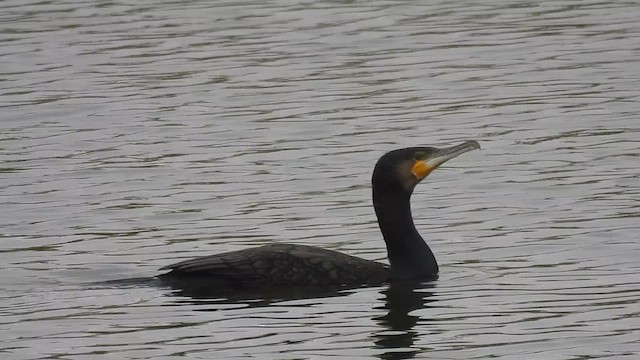 Большой баклан - ML645554636