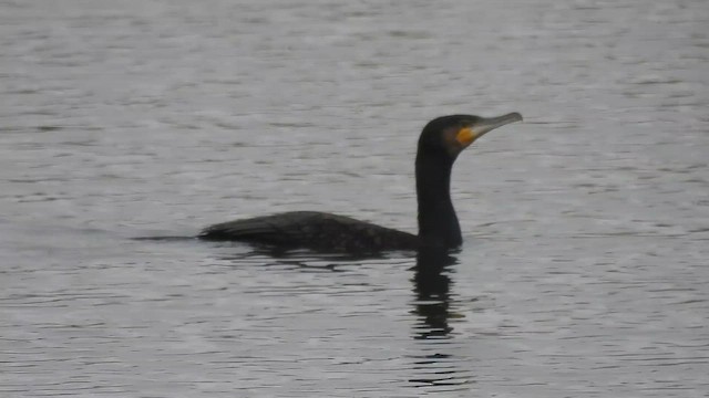 Большой баклан - ML645554640