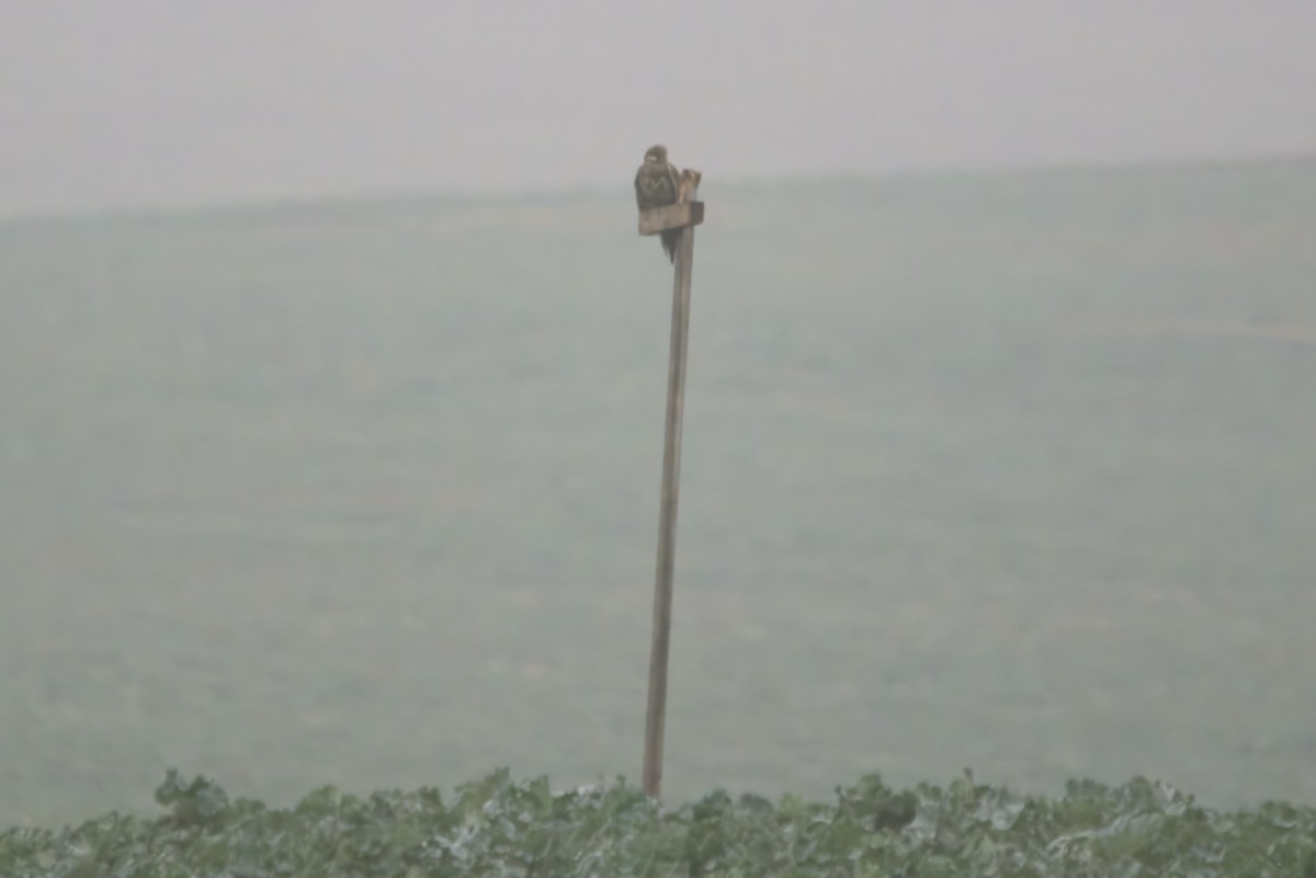 灰背隼 - ML645554641