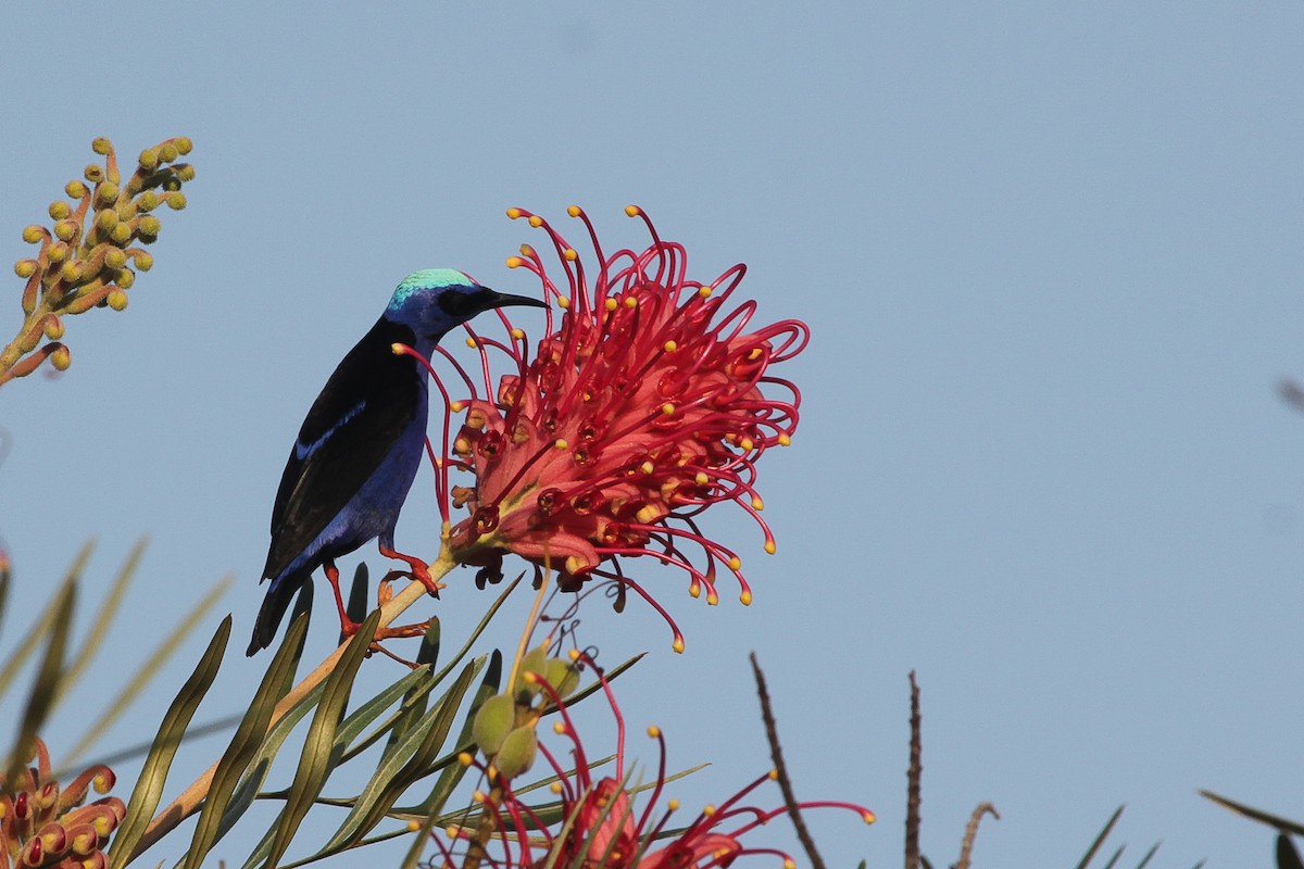 Красноногий саи - ML645554642