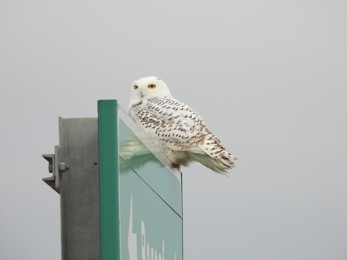 Snowy Owl - ML645554643